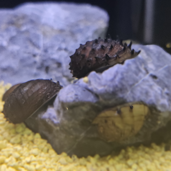 Neritina juttingae