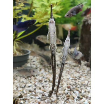 Farlowella acus