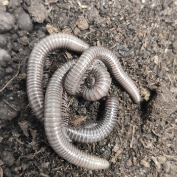Telodeinopus aouti