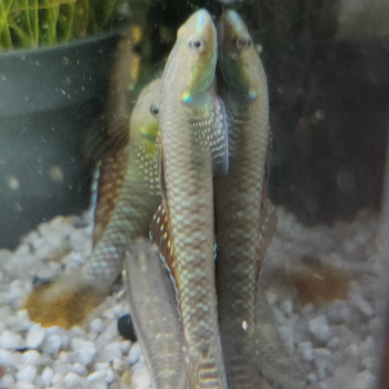 Stiphodon ornatus
