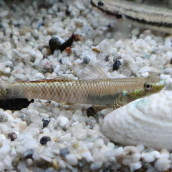 Stiphodon ornatus