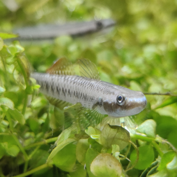 Stiphodon ornatus