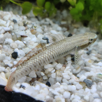 Stiphodon ornatus