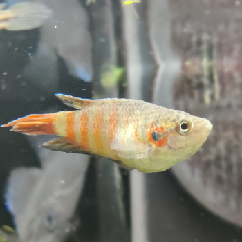 Macropodus opercularis