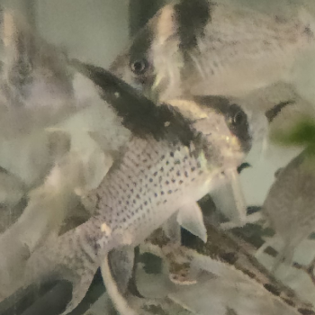 Corydoras brevirostris hifin