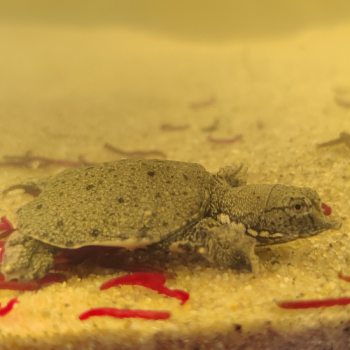 Trionyx sinensis