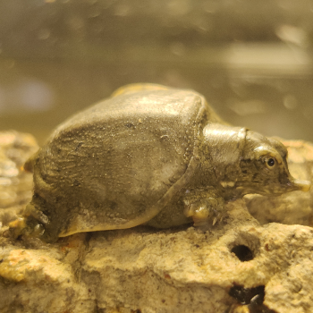 Trionyx sinensis