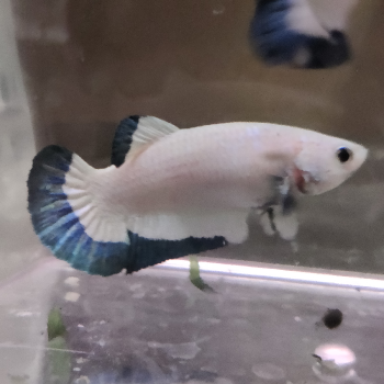 Betta splendens (vrouw) Blue rims