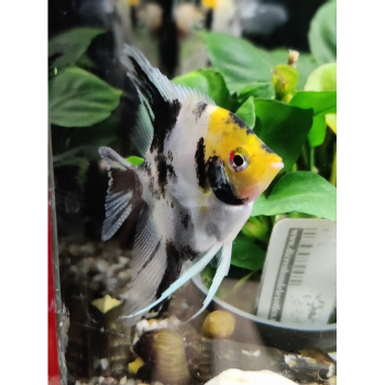 Pterophyllum scalare (red/marble)