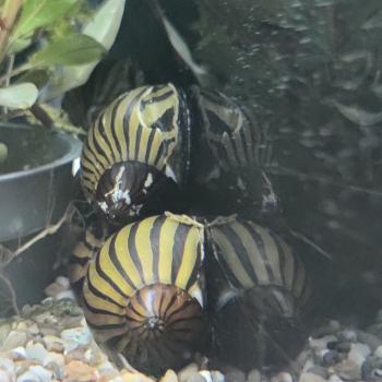 Neritina Natalensis