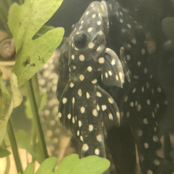 L142 baryancistrus species