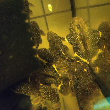 L-081 baryancistrus Xanthellus 