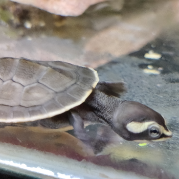 Emydura subglobosa