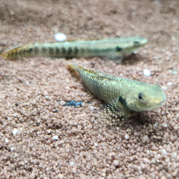 Stiphodon ornatus