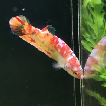 betta splendens (vrouw) giant nemo