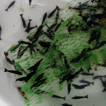 Neocaridina davidi var. (black rose)