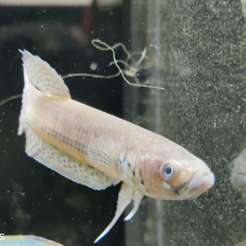 betta unimaculata