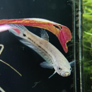 betta unimaculata