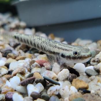 stiphodon semoni