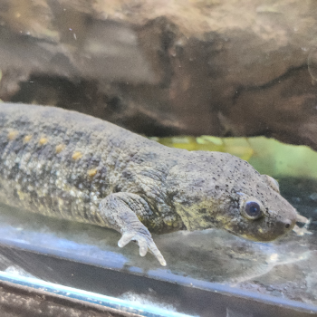 Pleurodeles waltl (volwassen)