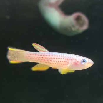 Aphyosemion striatum