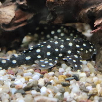 L142 baryancistrus species