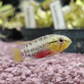 Apistogramma hongsloi
