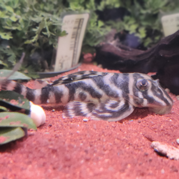 L-340 hypancistrus species