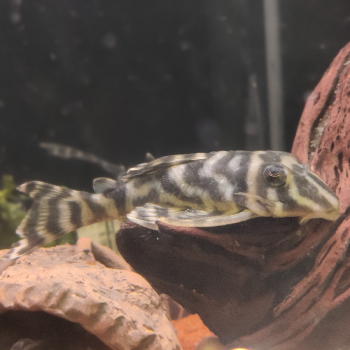 L-340 hypancistrus species