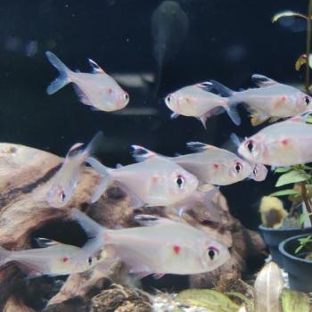 Hyphessobrycon erythrostigma