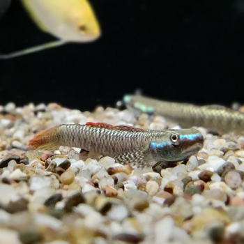 Stiphodon ornatus