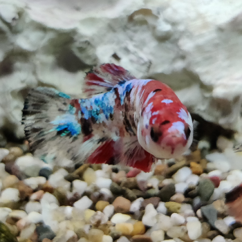 Betta splendens (vrouw) halfmoon koi
