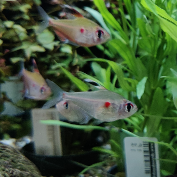 Hyphessobrycon erythrostigma