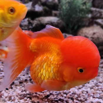 oranda rood