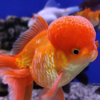 oranda rood