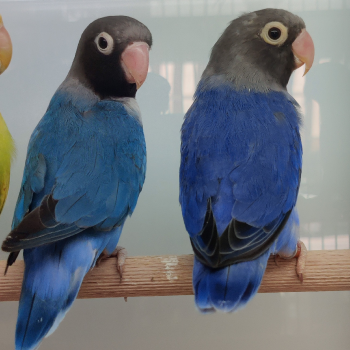 Agapornis nigrigenis blauw