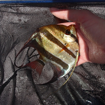 Wilde pterophyllum altum inirida