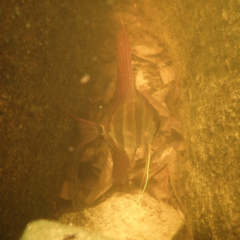 Wilde pterophyllum altum inirida