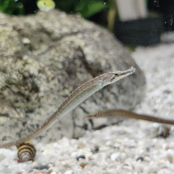 Doryichtys martensi