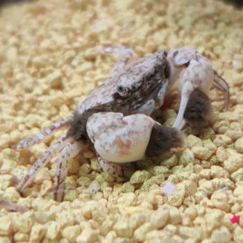 Ptychognatus barbatus