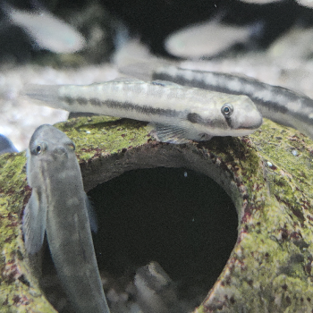 Syciopterus longifilis