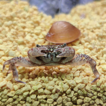 Ptychognatus barbatus