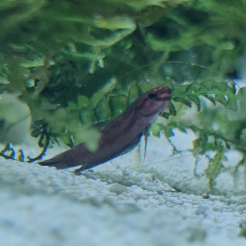 Betta spec. green jade