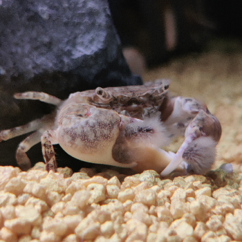 Ptychognatus barbatus