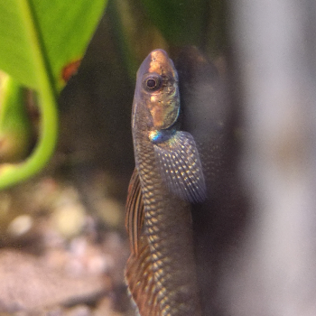 Stiphodon ornatus