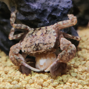 Ptychognatus barbatus