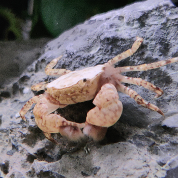 Ptychognatus barbatus