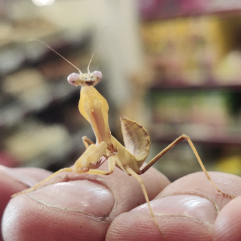 rhombodera kirbyi