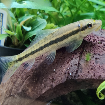 Gyrinocheilus aymonieri