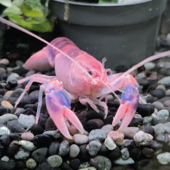 Cherax destructor